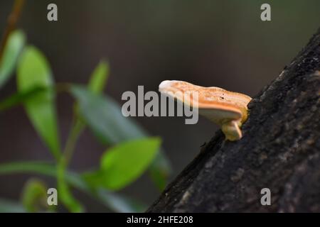 Auf Holzbalken wachsen weiße bräunliche Pilze. Ganoderma sp. Stockfoto
