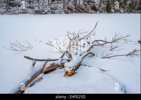 Deadwood auf einem gefrorenen See, unter frischem Schnee. Notch Lake, Hunter, New York Stockfoto