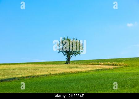 Einsamer Baum auf der Wiese im Herbst Stockfoto