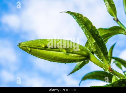 Schöne Lilie nach einer Regendusche im Garten Stockfoto