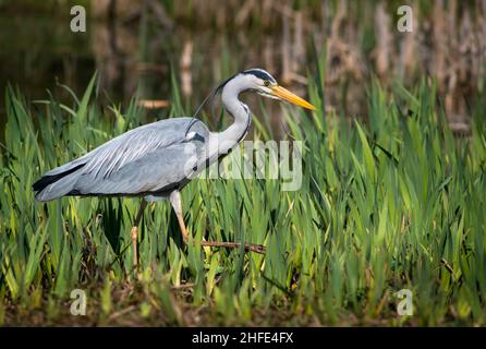 Jagd auf Graureiher (Ardea cinerea) Stockfoto