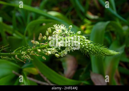 Sydney Australien, Blütenstamm eines Ornithogalum Caudautum oder einer falschen Meereszwiebel, die in Südafrika beheimatet ist Stockfoto