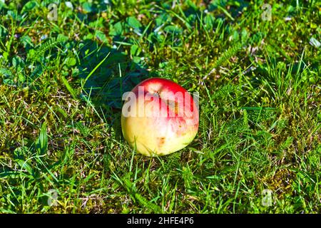 Reifer Apfel liegt auf dem Gras Stockfoto