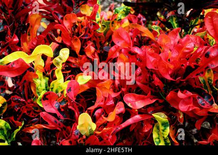 Der leuchtend rote und gelbe Garden Croton Codiaeum Variegatum-Busch verlässt Brisbane Australia Stockfoto