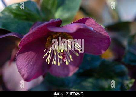 Nahaufnahme der Blüte von Helleborus 'Early Rose' im Winter Stockfoto
