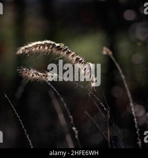 Sonnendurchflutete Köpfe von Fountain Grass (Pennisetum orientale) bei winterlicher Sonne vor dunklem Hintergrund Stockfoto