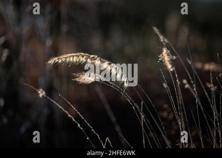 Sonnendurchflutete Köpfe von Fountain Grass (Pennisetum orientale) bei winterlicher Sonne vor dunklem Hintergrund Stockfoto