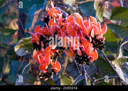 Blumen Butea monosperma ist eine Butea-Art, die in tropischen und subtropischen Teilen des indischen Subkontinents und Südostasiens beheimatet ist Stockfoto