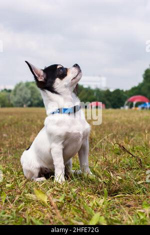 Weißer Chihuahua. Kleiner Hund Stockfoto