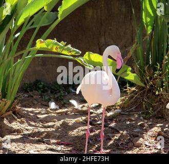 Großer Flamingo (Phoenicopterus roseus) an einem heißen Sommertag im Zoo Schatten genießen : (pix SShukla) Stockfoto