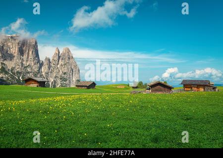 Majestätischer alpiner Ort mit gelben Dolomitenblüten auf den Feldern und spektakulären Klippen im Hintergrund, Seiser Alm, Dolomiten, Italien, Europa Stockfoto