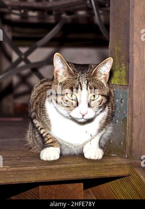 tigerkatze auf einem Holzbalkon, der die Gegend beobachtet Stockfoto