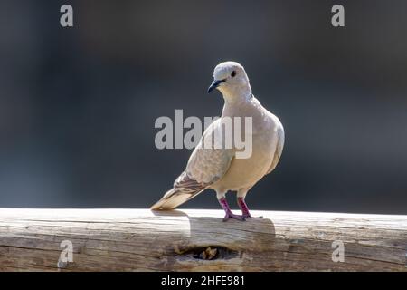 Eurasische Kragentaube (Streptopelia decaocto), die in der Sonne auf einem Ast thront. Stockfoto