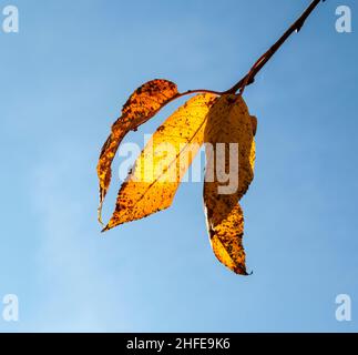 Gelbe Herbstblätter hängen an der Birke mit blauem Himmel Stockfoto