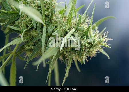 Marihuana oder Sativa Cannabis Indica Knospe Blume der Hanfpflanze Nahaufnahme. Stockfoto