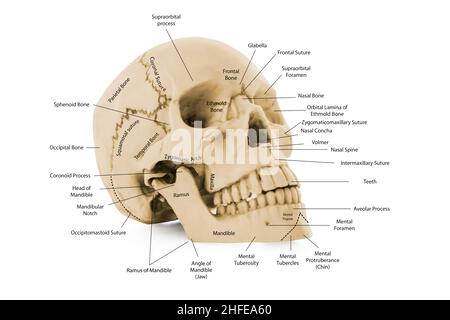 Schädeldiagramm mit Namen der Teile für die medizinische Ausbildung am menschlichen Kopf Stockfoto