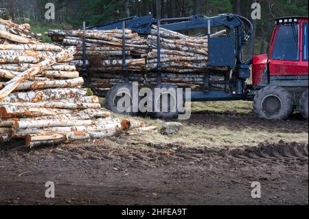 Gehackte Holzstämme zum Verkauf im Wald mit LKW im Hintergrund gelagert Stockfoto