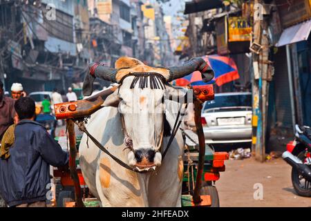 Ochsenwagen Transport am frühen Morgen in Old Delhi, Indien Stockfoto