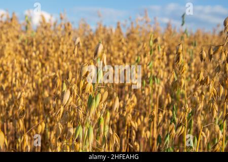 Hafer wächst auf dem Feld. Sonniger Tag. Ernte reift Stockfoto