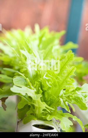 Frischer Salat aus biologischem Anbau in hydroponischem Gemüsefeld. Geringe Schärfentiefe (dof), selektiver Fokus. Hydroponische Methode zum Anbau von Pflanzen mit m Stockfoto