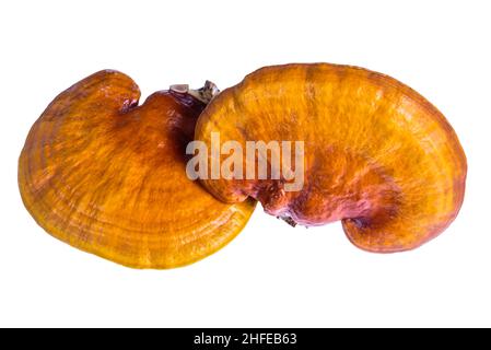 Lingzhi-Pilz. Ganoderma lucidum. Isoliert auf weißem Hintergrund, chinesische traditionelle Medizin (Nährwert). Stockfoto