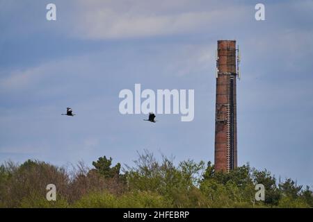 Ein Paar Graureiher, Ardea cinerea, ein langbeiniger räuberischer Watvögel der Familie der Reiher, Ardeidae, der an einem alten Industriekamin vorbeifliegt Stockfoto