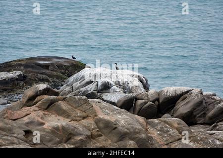 African Black Oystercatcher (Haematopus moquini) Küstenvögel an der felsigen Küste des Atlantiks, Luderitz, Namibia, Afrika. Stockfoto