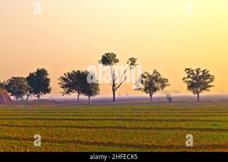 Strohhütte der Einheimischen in Indien, Rajasthan in frühen Morgenlicht Stockfoto