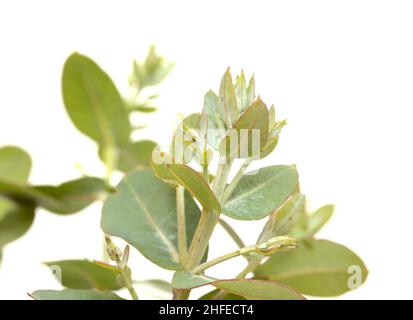 Flora von Gran Canaria - Eucalyptus camaldulensis, eingeführte Arten, blütenreiche junge Triebe isoliert Stockfoto