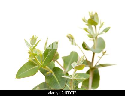 Flora von Gran Canaria - Eucalyptus camaldulensis, eingeführte Arten, blütenreiche junge Triebe isoliert Stockfoto