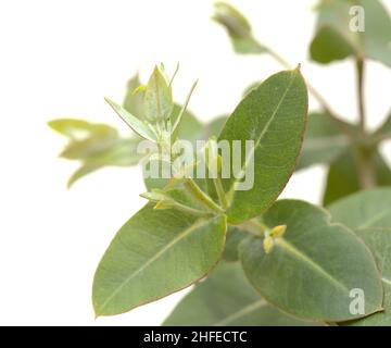 Flora von Gran Canaria - Eucalyptus camaldulensis, eingeführte Arten, blütenreiche junge Triebe isoliert Stockfoto