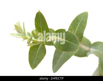 Flora von Gran Canaria - Eucalyptus camaldulensis, eingeführte Arten, blütenreiche junge Triebe isoliert Stockfoto