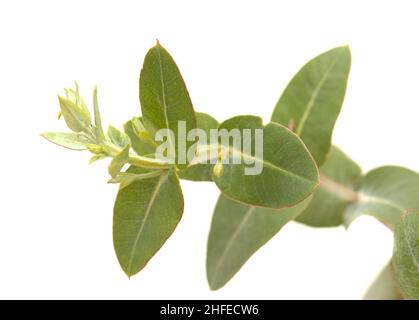 Flora von Gran Canaria - Eucalyptus camaldulensis, eingeführte Arten, blütenreiche junge Triebe isoliert Stockfoto