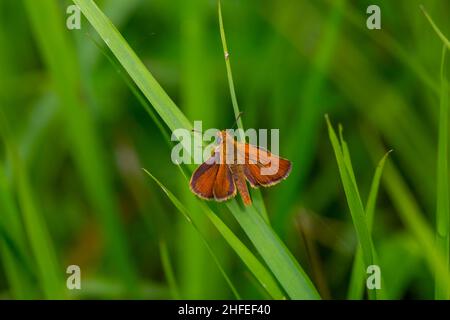 Ein kleiner orangefarbener Schmetterling, Lulworth Skipper, Thymelicus acteon Stockfoto