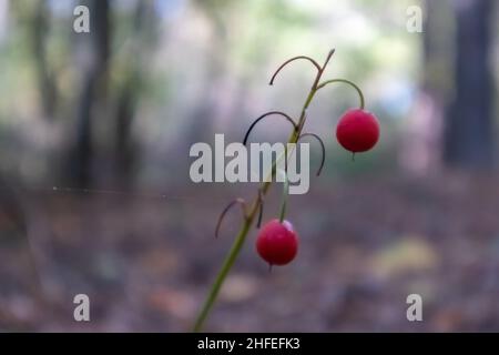 Maiglöckchen mit reifen orangeroten Früchten im Wald. Herbst sonniger natürlicher Hintergrund mit roten Beeren. Orangene Frucht der Lilie des valle Stockfoto