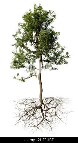 Baum mit Wurzeln, auf weißem Hintergrund Stockfoto