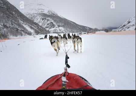 Frankreich. Isere (38) Valerie Mauvon, französische Schlittenmeisterin der mittleren Distanz, lebt mit hundert Meilen pro Stunde. Mit 47 Jahren, einer leidenschaftlichen Musher, jongliert sie dazwischen Stockfoto