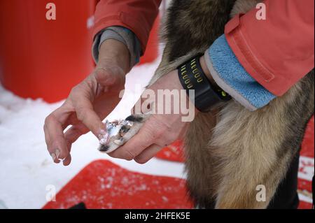 Frankreich. Isere (38) Valerie Mauvon, französische Schlittenmeisterin der mittleren Distanz, lebt mit hundert Meilen pro Stunde. Mit 47 Jahren, einer leidenschaftlichen Musher, jongliert sie dazwischen Stockfoto