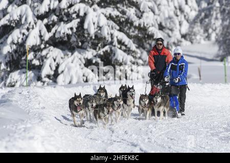 Frankreich. Isere (38) Valerie Mauvon, französische Schlittenmeisterin der mittleren Distanz, lebt mit hundert Meilen pro Stunde. Mit 47 Jahren, einer leidenschaftlichen Musher, jongliert sie dazwischen Stockfoto