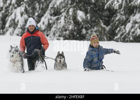 Frankreich. Isere (38) Valerie Mauvon, französische Schlittenmeisterin der mittleren Distanz, lebt mit hundert Meilen pro Stunde. Mit 47 Jahren, einer leidenschaftlichen Musher, jongliert sie dazwischen Stockfoto