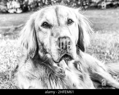 Der junge Golden Retriever entspannt sich auf dem Rasen im Park. Sweet Retriever sitzt draußen und schaut in die Abendsonne. Schwarzweiß, Stockfoto