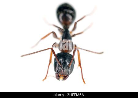 Ameise der Gattung Camponotus, isoliert auf weißem Hintergrund. Stockfoto