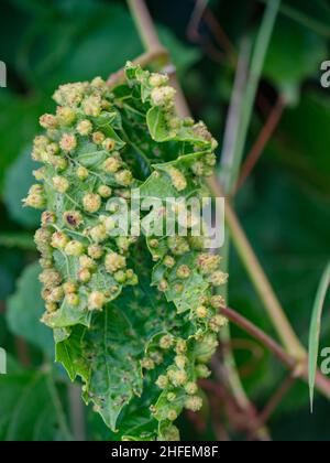 Beschädigte Blätter des Blattes der Common Grape Vine. Weinblatt mit Blattgallen am Boden parasiten Stockfoto