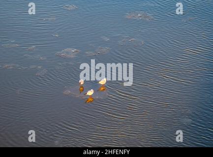 Eisschollen auf dem Main mit Taube, Textur Stockfoto