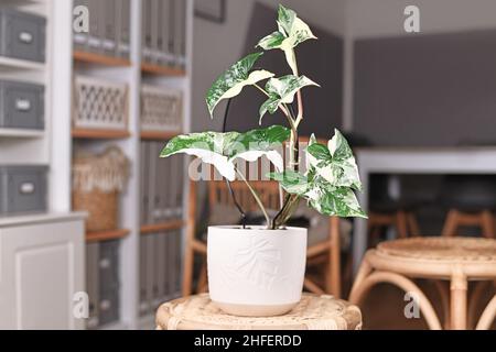 Exotische Zimmerpflanze „Syngonium Podophyllum Variegata“ in Blumentopf auf dem Tisch im Wohnzimmer Stockfoto