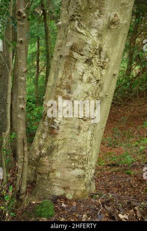 Eine Nahaufnahme des Stammes oder des Maulwurfs eines reifen Holly-Baumes. Stockfoto