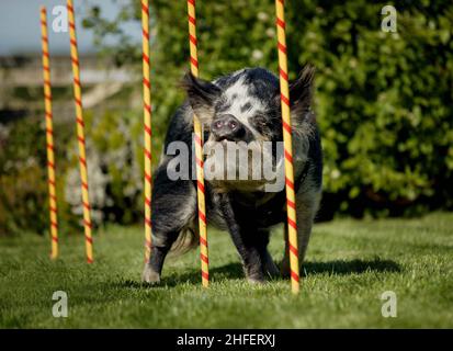 SMART PIG PURDEY, DAS NEUESTE MITGLIED DES DOG AGILITY TEAMS AUS DEM HUNDEZENTRUM VON CESHIRE, MACHT DIE SLALOMSTANGEN. PURDEY KOMMT ALS TOPS HERAUS, WENN ER GEGEN DIE ANDEREN HUNDE KONKURRIERT. WARRINGTON, HES. BILD GARY ROBERTS Stockfoto