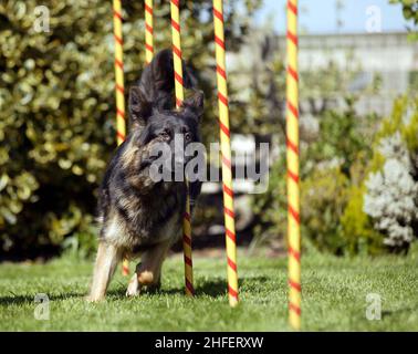 INCA, DER HUND, DER DIE SLALOMSTANGEN MACHT. SIE STELLT IHRE TALENTE GEGEN DAS INTELLIGENTE SCHWEIN PURDEY, DAS NEUESTE MITGLIED DES DOG AGILITY TEAMS AUS DEM HUNDEZENTRUM VON CESHIRE. WARRINGTON, HES. BILD GARY ROBERTS Stockfoto