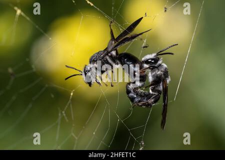 Andrena agilissima - Andrena agilissima ist eine Art von Bergbaubiene. Stockfoto