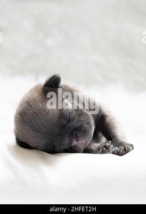 Eine Woche alter französischer Bulldogge-Welpe, vertikales Bild vorne Fokus auf Kopf Ohren Augen und Nase winziger Mund leicht geöffnet. Heller Hintergrund für Copyspace Stockfoto